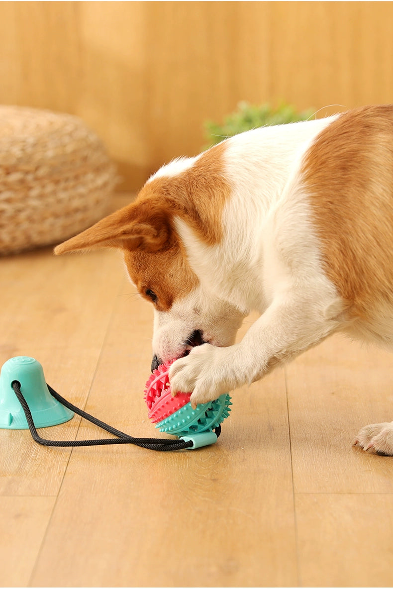 Bola de brinquedo para cachorro com ventosa para fixar no chão, resistente a mordidas, molar, labrador, suprimentos para cães, border collie, golden retriever, bola de borracha para animais de estimação em silicone flexível.